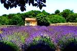 Visitez la Provence