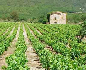 Vignobles