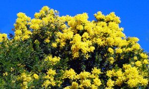 Mimosa